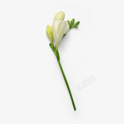 小白花背景花骨朵自然植物枝叶花瓣高清图片
