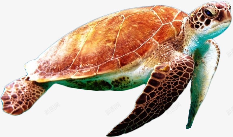 游弋的海鬼png免抠素材_新图网 https://ixintu.com 海洋动物 海龟 游泳