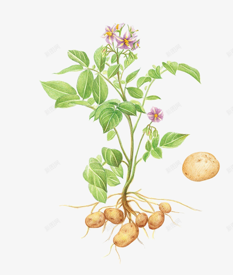 土豆花儿png免抠素材_新图网 https://ixintu.com 土豆 土豆花 植物 花儿 花朵 食物