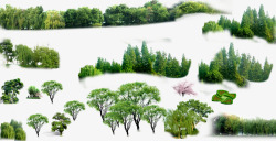 树丛植物高清图片