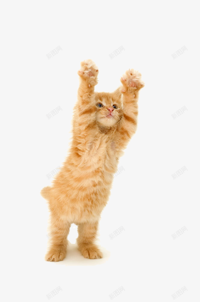 抬手的猫咪png免抠素材_新图网 https://ixintu.com 动物 可爱 抓手 猫咪