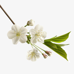 白色郁金香花瓣花瓣树枝树叶白色的花梅花高清图片