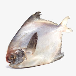 产品实物鱼排鱼舟山鲳鱼高清图片