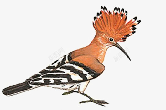 啄木鸟一只png免抠素材_新图网 https://ixintu.com 树林 素材 鸟类