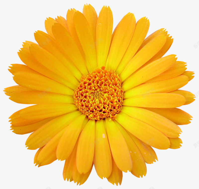 一朵黄色的大菊花png免抠素材_新图网 https://ixintu.com 植物 花朵 菊花 菊花图案 黄色