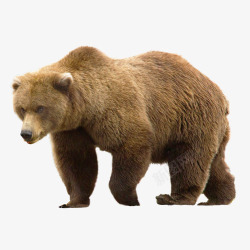 成年大棕熊成年大灰熊高清图片