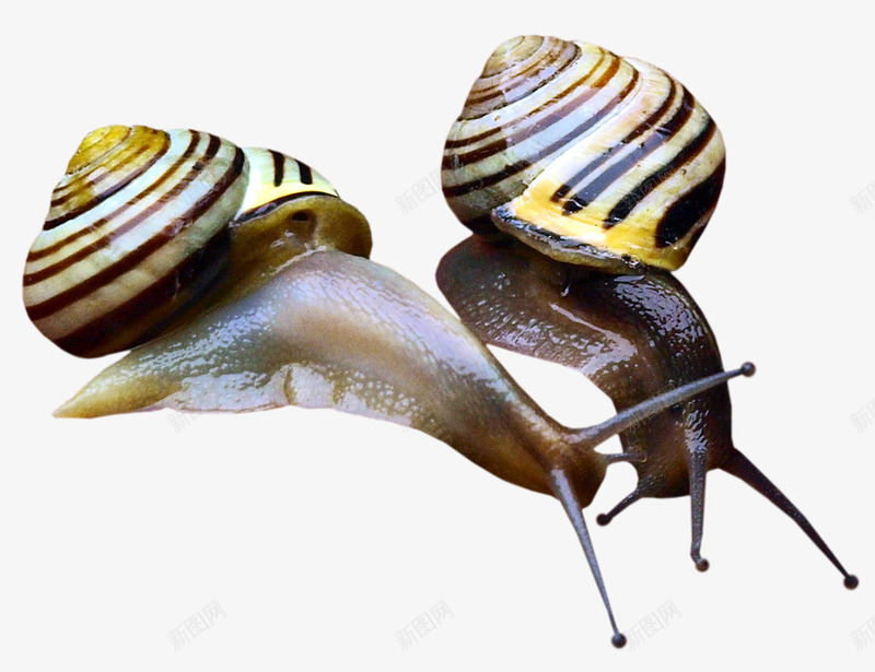 两只蜗牛png免抠素材_新图网 https://ixintu.com 两只 彩色蜗牛壳 手绘 条纹 简图 蜗牛 黄色的