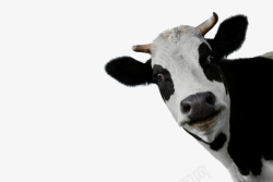 刷头海报素材奶牛高清图片