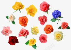 各种颜色的玫瑰花素材