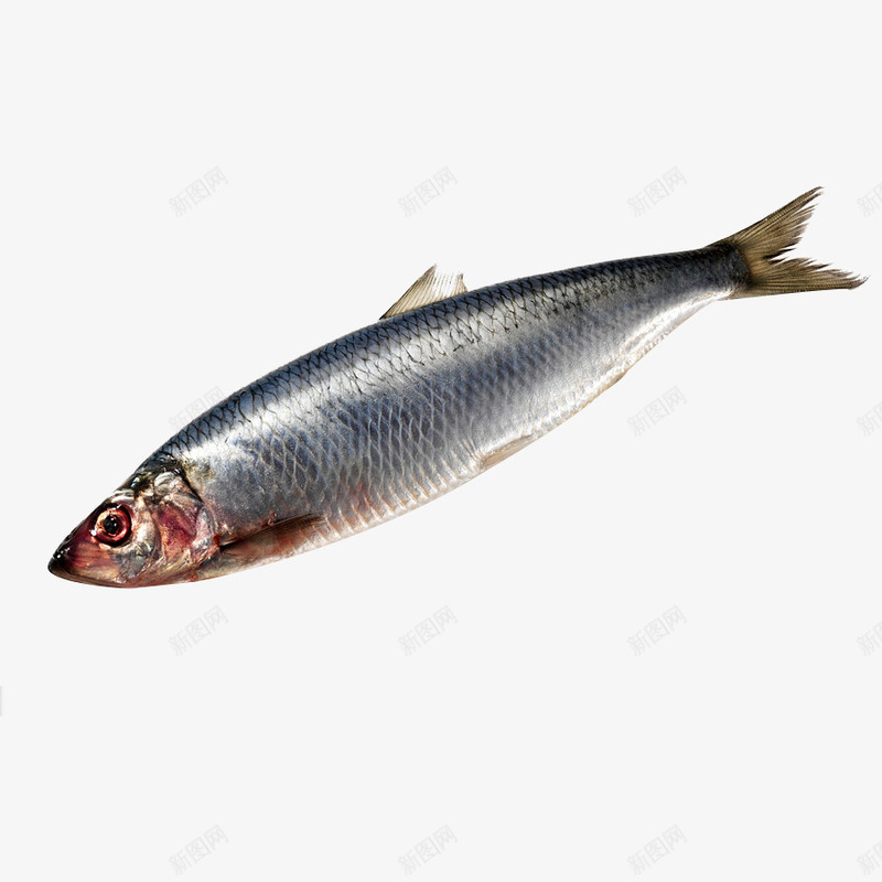 一条鲱鱼png免抠素材_新图网 https://ixintu.com 一条 产品实物 水产 海鲜 餐饮美食 鱼类 鲱鱼