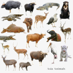 紫铜牛摄影陆地动物生物高清图片
