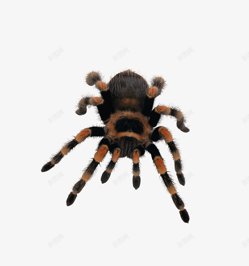 蜘蛛png免抠素材_新图网 https://ixintu.com 写实 动物 昆虫 爬行类动物 白色 透明背景 高清