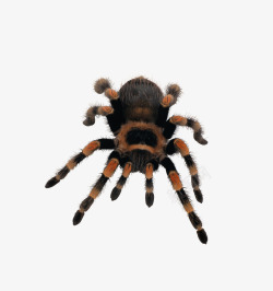 写实动物蜘蛛高清图片