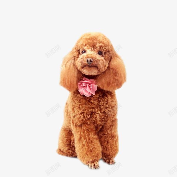 棕色泰迪png免抠素材_新图网 https://ixintu.com 产品实物 可爱 宠物店 宠物犬 小型犬 小狗 摄影 棕色泰迪 泰迪