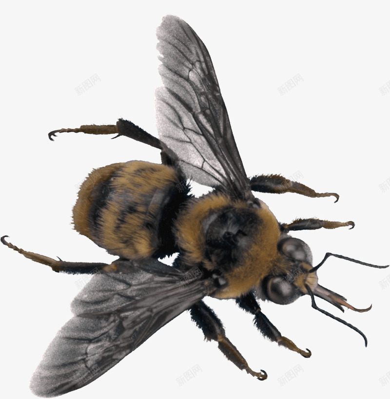 蜜蜂昆虫png免抠素材_新图网 https://ixintu.com 动物 动物世界 动物园 实物 生物 蜜蜂 马蜂