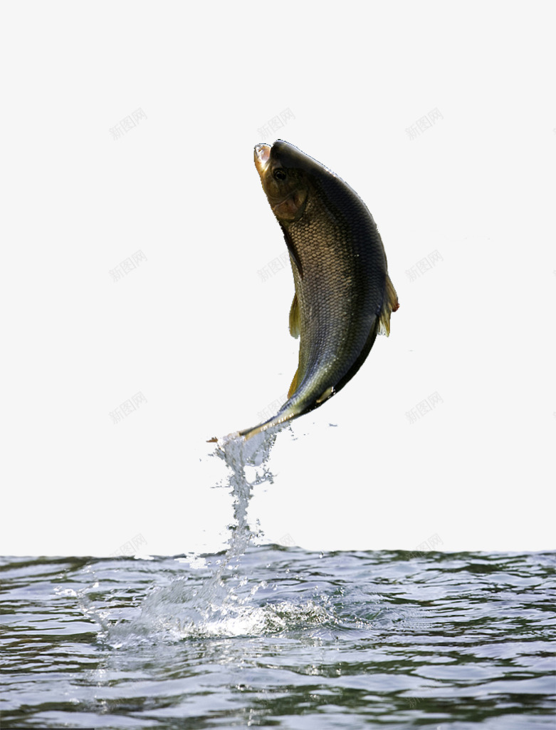 跃出水面的鱼png免抠素材_新图网 https://ixintu.com 动物 户外 水花 水面 自然 跃起 跃起的鱼 跳出 野外 野生动物 鱼 鱼类