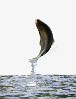纯野生鱼跃出水面的鱼高清图片