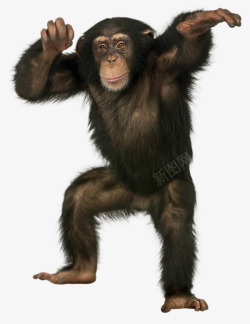 泰山黑色大猩猩高清图片