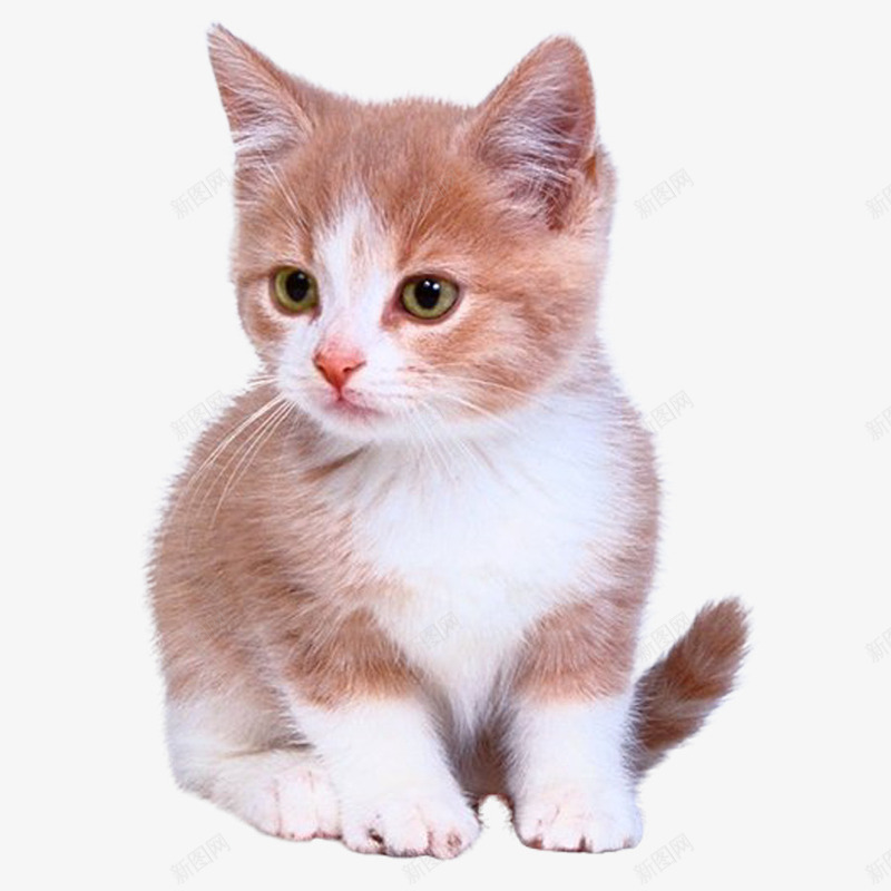 可爱猫咪png免抠素材_新图网 https://ixintu.com 动物 可爱 宠物 萌系