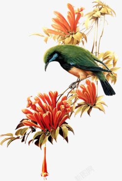 小鸟免抠图鲜花配绿色小鸟图高清图片