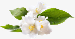 水灵灵的白色花朵露水叶子素材