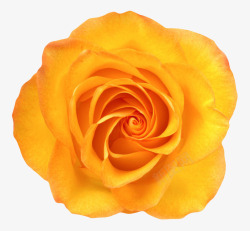 花芯背景黄色植物盛开的玫瑰一朵大花实物高清图片