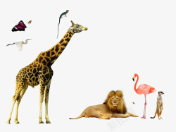 动物园长颈鹿狮子长颈鹿动物集合高清图片