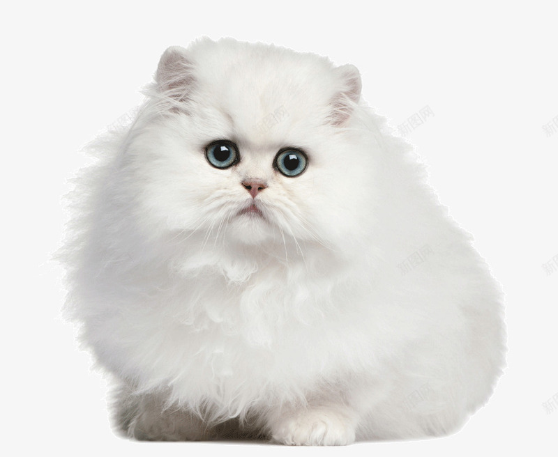 白色萌猫png免抠素材_新图网 https://ixintu.com 可爱 喵星人 宠物 宠物背景图片 小动物图片 毛茸茸的的猫咪 白猫