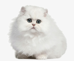 毛茸茸的的猫咪白色萌猫高清图片