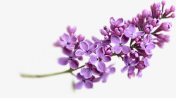 紫色花图片薰衣草高清图片