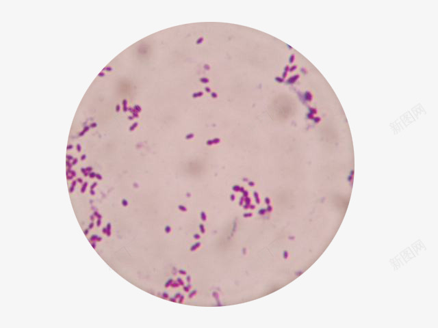 球菌png免抠素材_新图网 https://ixintu.com 实验室实物 微生物 球菌