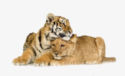 华南虎卧着的两只老虎高清图片