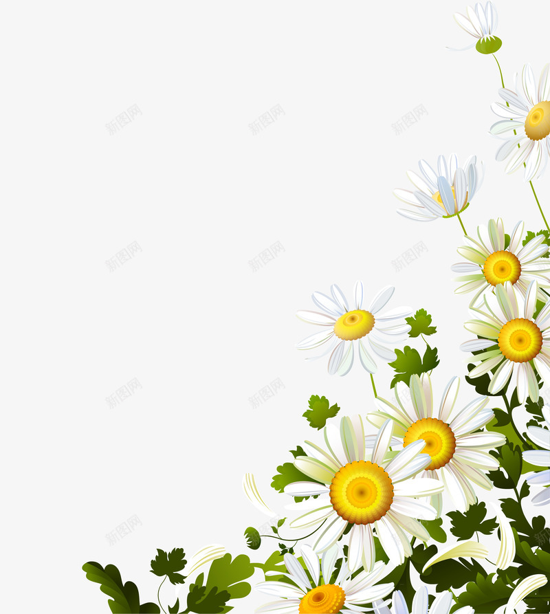 白色太阳花装饰png免抠素材_新图网 https://ixintu.com 叶子 桔梗 白色的 绿色的 花瓣 花蕊 装饰 黄色的