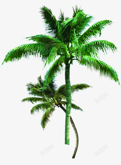 沙滩海报椰子树植物绿色png免抠素材_新图网 https://ixintu.com 植物 椰子树 沙滩 海报 绿色