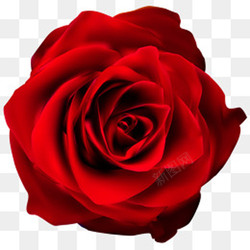 一朵盛开艳红玫瑰花素材