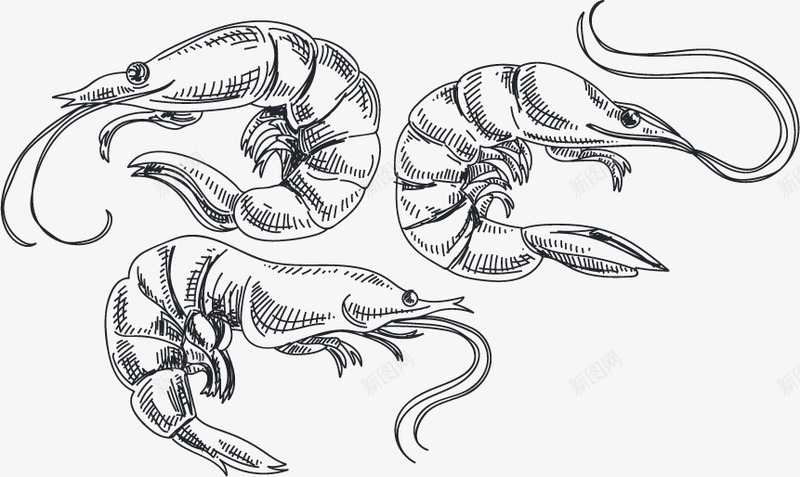 虾矢量图ai免抠素材_新图网 https://ixintu.com 平面设计 手绘 素描 虾 矢量图