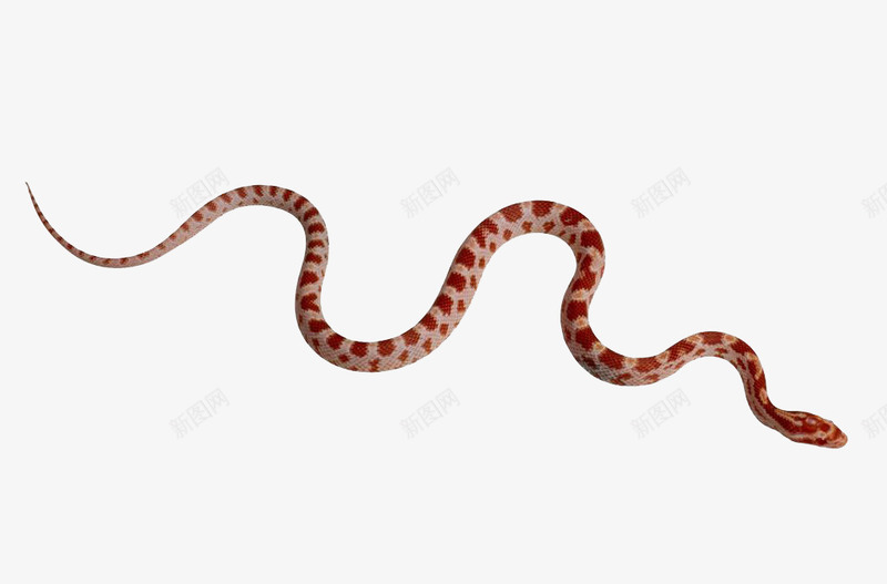 一条白色皮肤红色斑点的蛇png免抠素材_新图网 https://ixintu.com 冷血动物 动物 宠物 白色皮肤 红色斑点 蛇