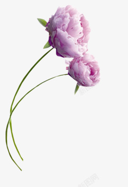 紫色绽放小花素材