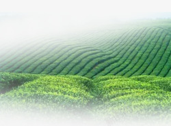 绿干茶茶山背景高清图片