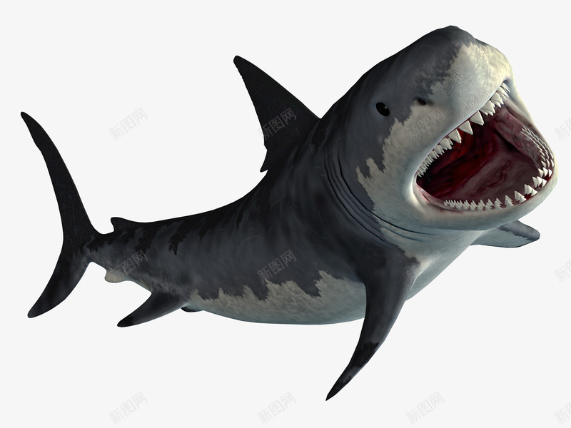 攻击状态中的鲨鱼png免抠素材_新图网 https://ixintu.com 动物 大白鲨 攻击 海洋动物 海洋生物 跳跃的鲨鱼 鲨鱼 鲨鱼头像