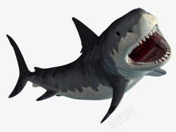 鲨鱼头像攻击状态中的鲨鱼高清图片