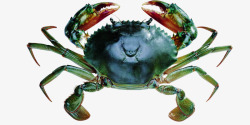蟹类河蟹高清图片