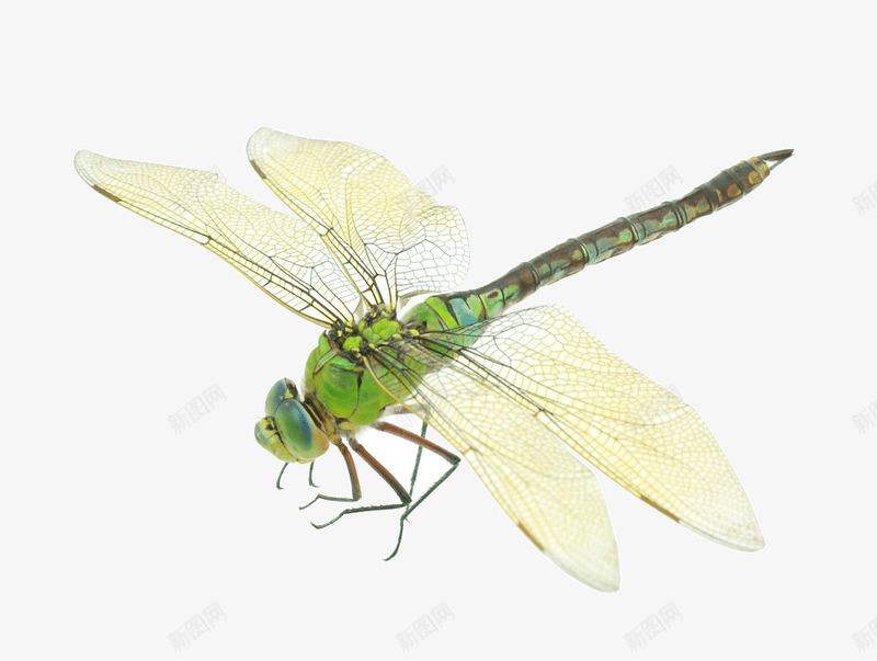 蜻蜓png免抠素材_新图网 https://ixintu.com 翅膀 薄 透明翅膀 蜻蜓 昆虫 吃蚊子 蜻蜓特写 