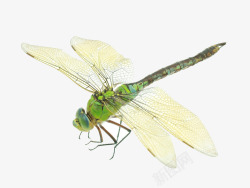蚊子素材蜻蜓高清图片