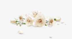 几朵几朵白玫瑰高清图片