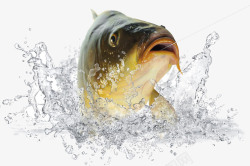 新鲜鱼食材水里上钩的鱼高清图片