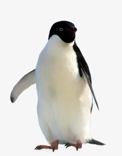 南极生物呆萌的企鹅高清图片