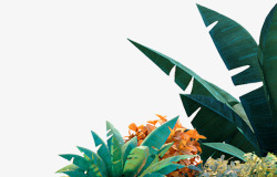 热带植物叶子矢量图热带植物的叶子高清图片