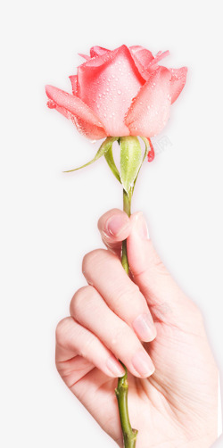美女手拿玫瑰插图手握玫瑰花高清图片