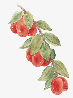 手帐植物红枣树水彩手绘高清图片